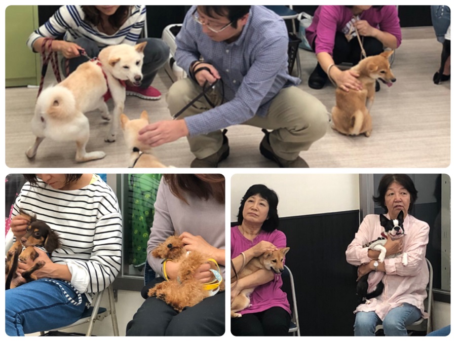 しつけ 待て | 港北NT店パピー教室 イベントレポート