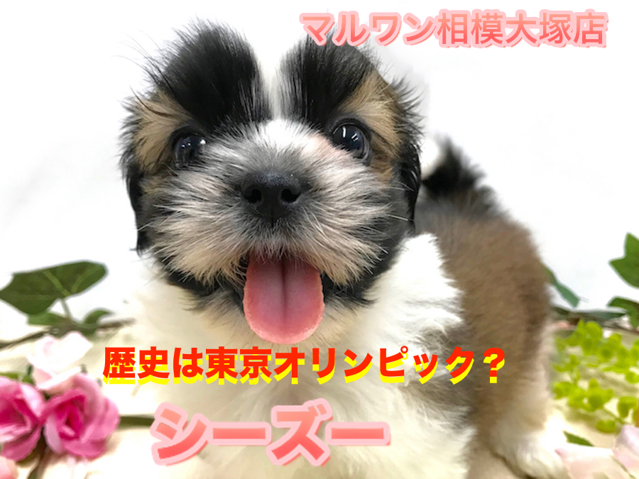 【 シーズー 】ホワイト＆ゴールドの温厚ワンコがやってきた！相模大塚店No.814487