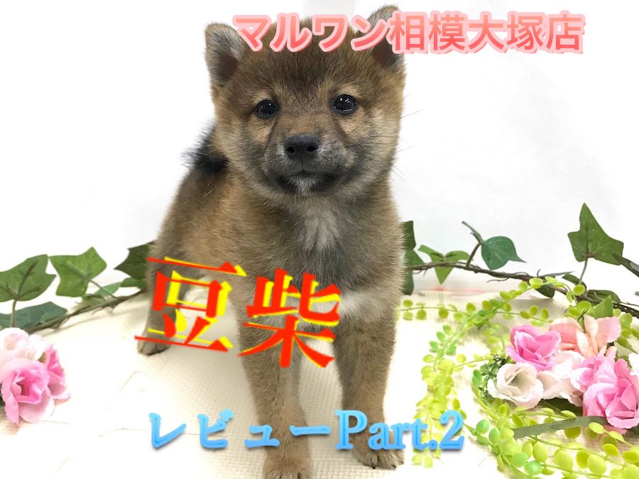 【 豆柴 】超小型犬!生後73日で体重は極小の1kg! ・耳掃除・爪切り・ブラッシング・マルワン塾！相模大塚店 No.814485