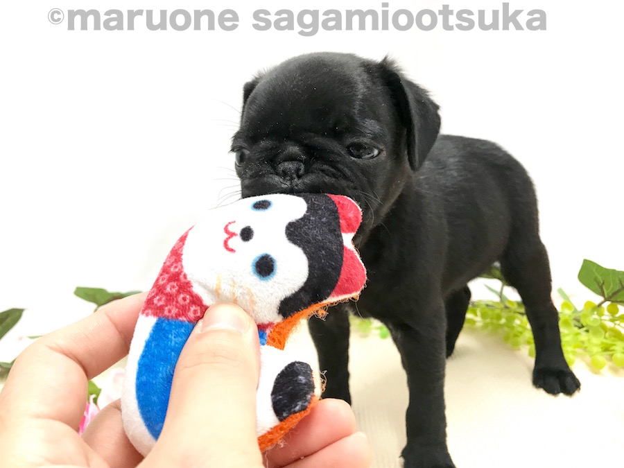 慎重に匂いを嗅いでいくパグちゃん | パグ （814488） - ペットショップ マルワン相模大塚 神奈川県大和市