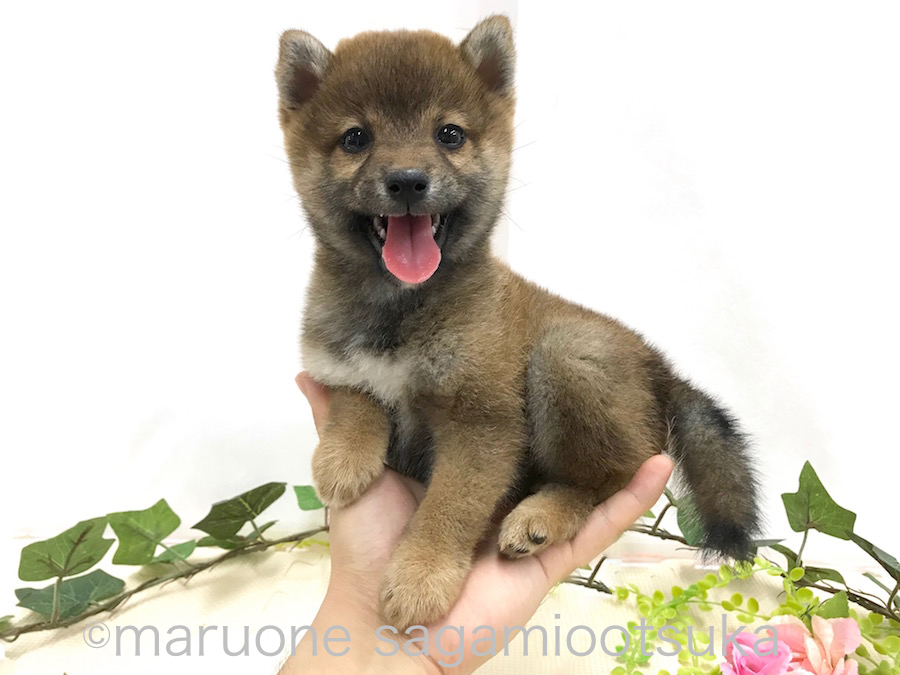 入店から2週間経った今でも手に乗ってしまう驚きのサイズ | 豆柴 柴犬 （814485） - ペットショップ マルワン相模大塚 神奈川県大和市
