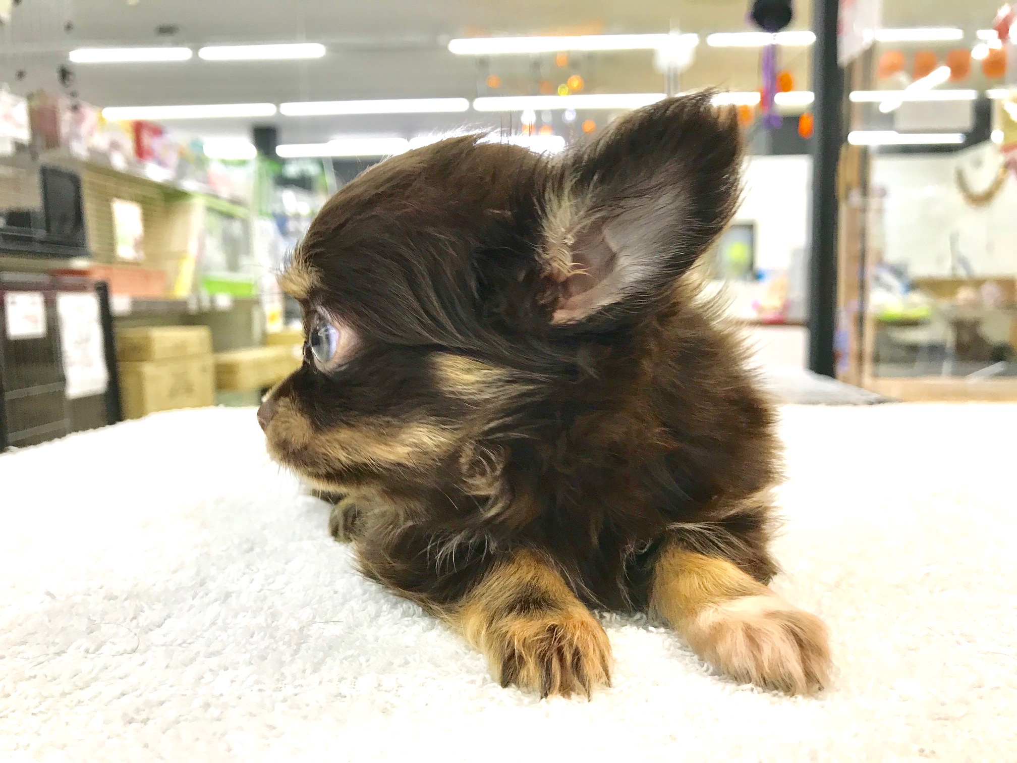 綺麗なアップルヘッド | チワワ ロングコート （117167） - ペットショップ マルワン鎌ヶ谷 千葉県鎌ヶ谷市北初富