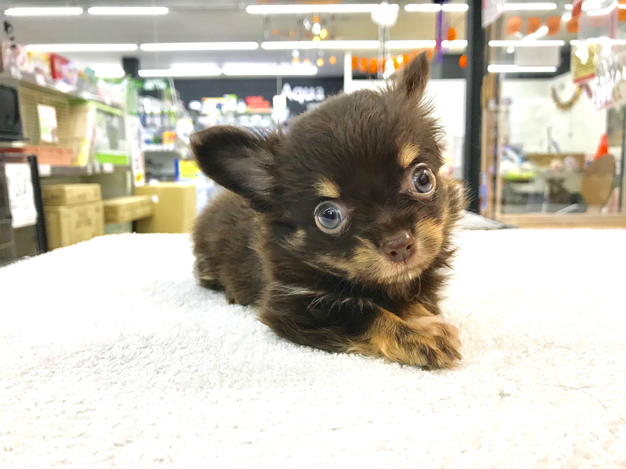 キュートで美しいお顔 | チワワ ロングコート （117167） - ペットショップ マルワン鎌ヶ谷 千葉県鎌ヶ谷市北初富