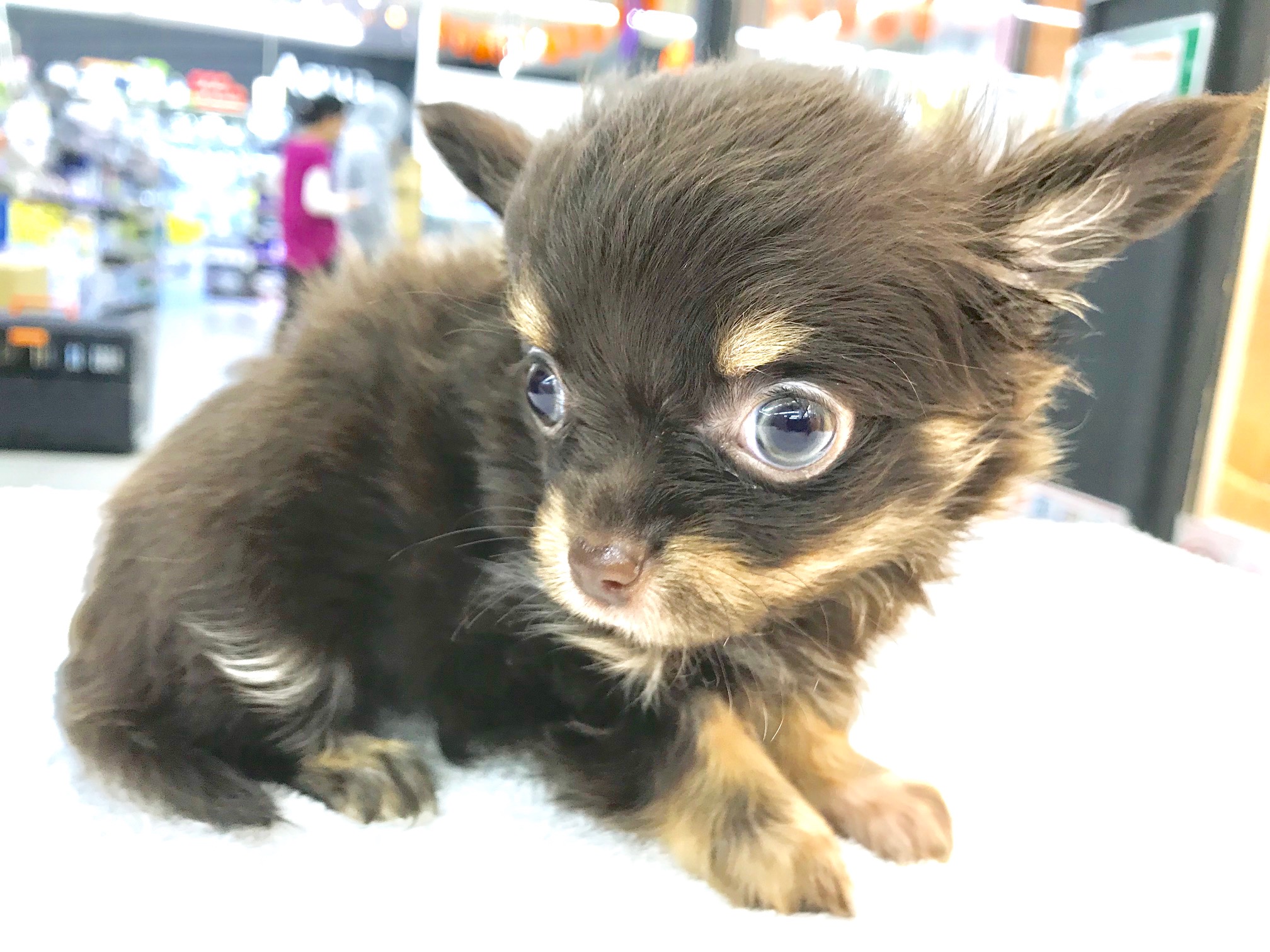 極上の毛量 | チワワ ロングコート （117167） - ペットショップ マルワン鎌ヶ谷 千葉県鎌ヶ谷市北初富