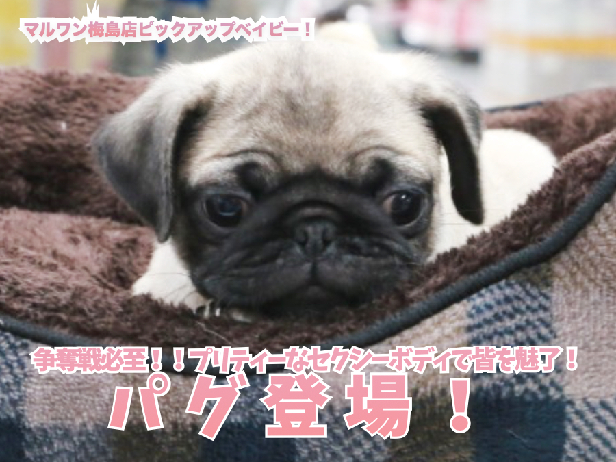 【 パグ 】争奪戦必至！！フォーンカラーのプリティーなセクシーボディで皆を魅了！ 梅島店No.119130