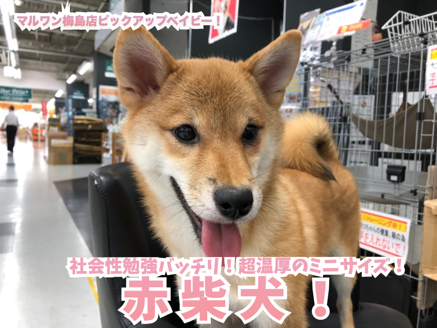 【 おりこう柴犬 】社会性勉強バッチリ！超温厚のミニサイズ柴犬！梅島店No.119121