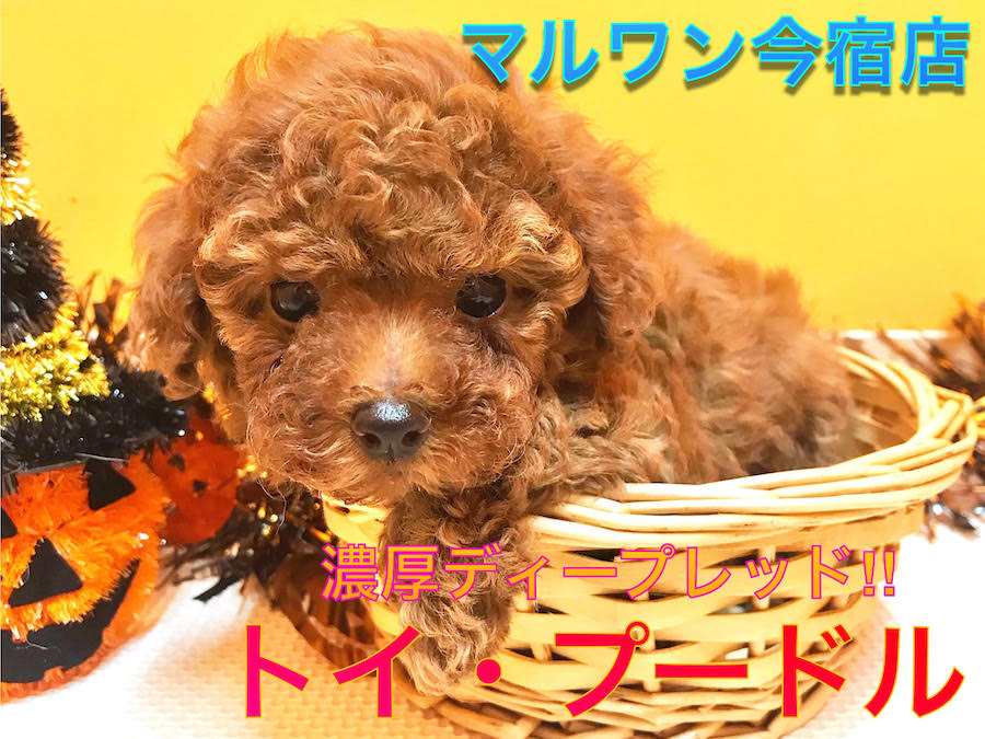 【小さめ　トイ・プードル】生後56日で体重611g！タイニーサイズ予想のからあげプーがやってきた！今宿店NO.120137