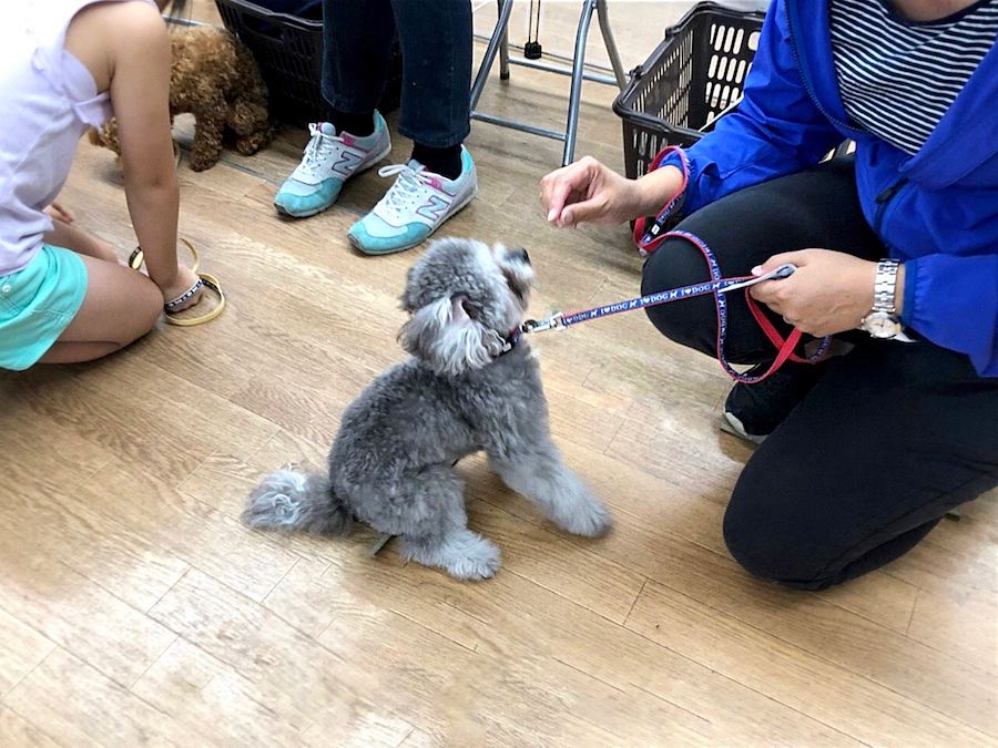 おすわりチャレンジ そらくん | 相模大塚店パピー教室 イベントレビュー