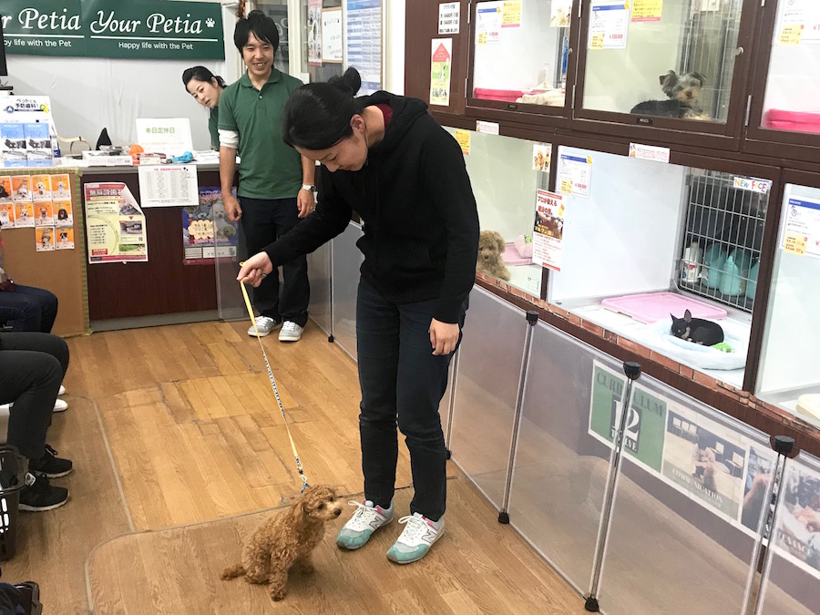お散歩できるかな？ 雷皇くん | 相模大塚店パピー教室 イベントレビュー