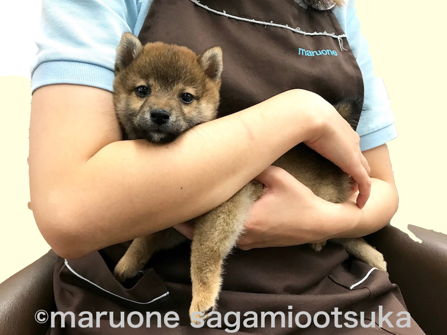 抱っこの仕方 Part.2 | 豆柴 柴犬 （814485） - ペットショップ マルワン相模大塚 神奈川県大和市