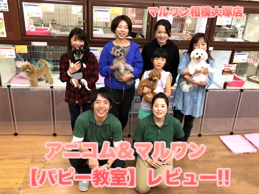 【 相模大塚店パピー教室 】9/27開催!!アニコム＆マルワン合同イベントレビュー♪みんなの活躍をシーン見てね♡