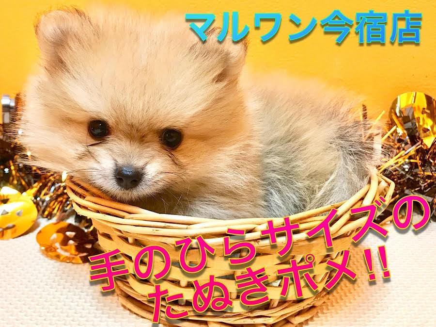 【 たぬきポメラニアン 】生後55日で542g！小さめ・マズル短めのおっとりベイビー♪今宿店NO.120136