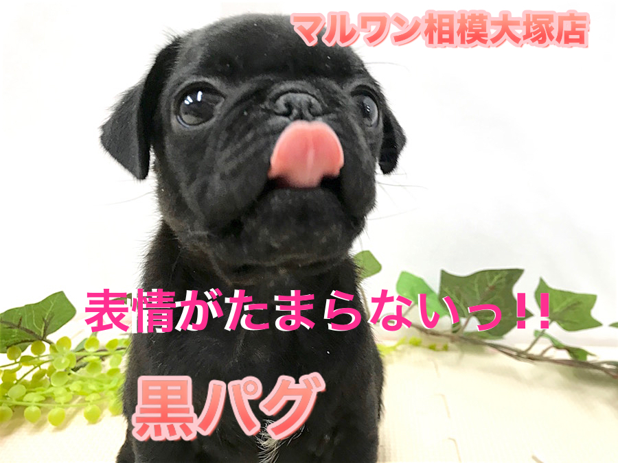 【 黒パグ 】笑顔の花を咲かせましょう!表情豊かなコメディアンガール！相模大塚店No.814488