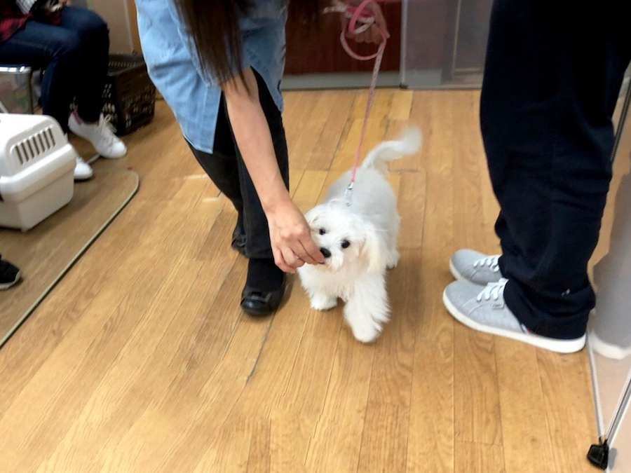 お散歩できるかな？ ももちゃん | 相模大塚店パピー教室 イベントレビュー