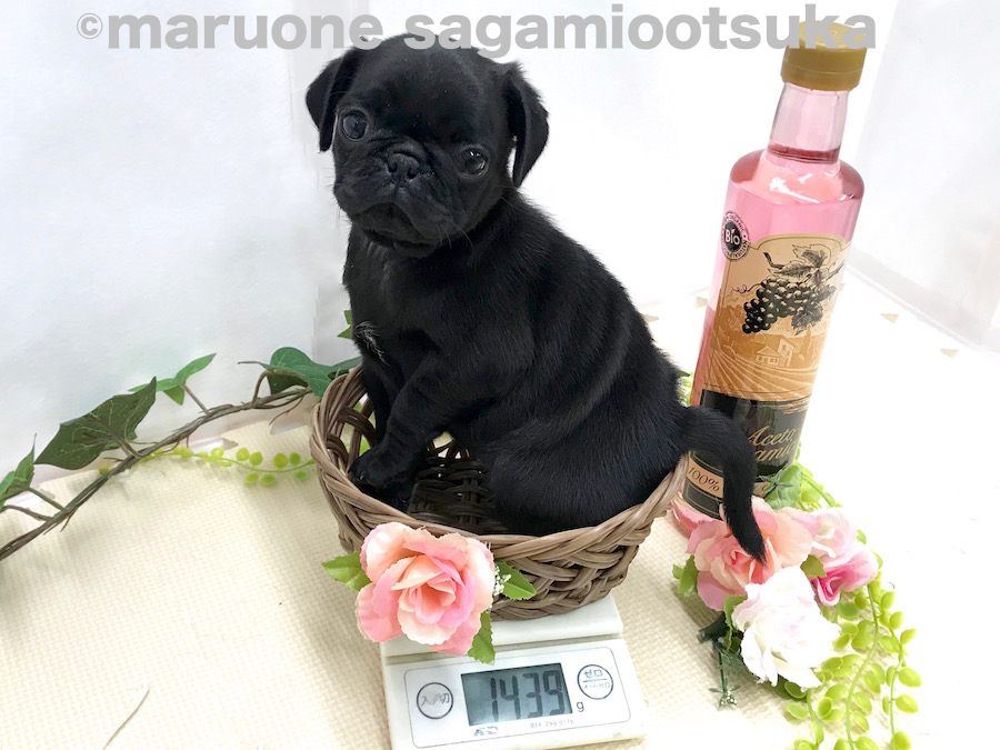 生後50日時点での体重は1439g | パグ （814488） - ペットショップ マルワン相模大塚 神奈川県大和市