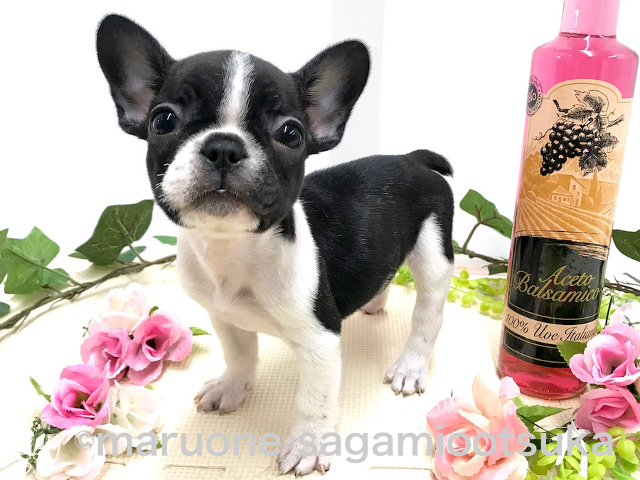 居るだけでホッとさせてくれるハートウォームわんこ | フレンチ・ブルドッグ （814486） - ペットショップ マルワン相模大塚 神奈川県大和市