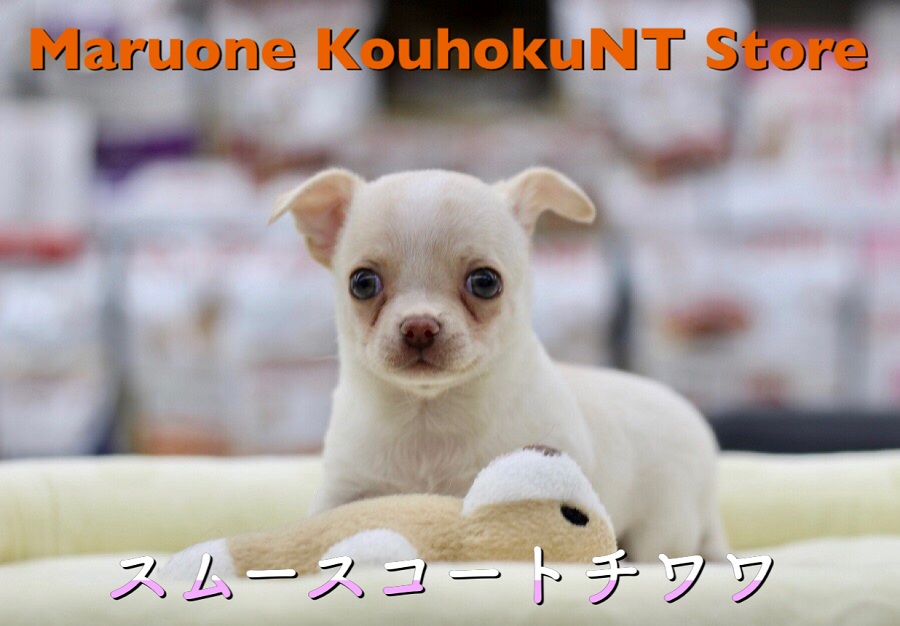 【 チワワ・スムース 】守ってあげたくなる犬種NO.1！ツルツルボディは堪らない触り心地です！港北NT店NO.311815