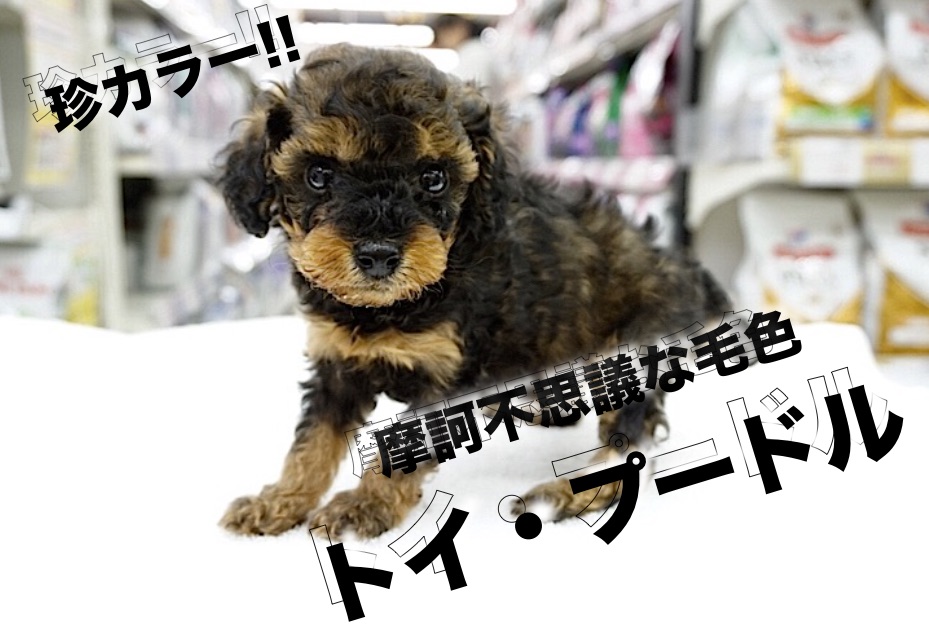 【 摩訶不思議 トイ・プードル 】超レアカラー！眉毛のあるトイ・プードルがやってきた！大倉山店No.6130745