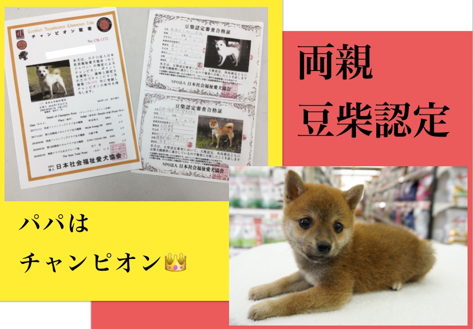 両親豆柴認定 パパはチャンピオン | 豆柴 柴犬 （6130742） - ペットショップ マルワン大倉山 神奈川県横浜市港北区
