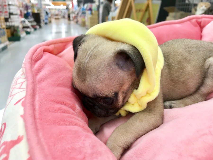 かぶりものなのにマント風にしてしまったパグちゃん | パグ (119134) - ペットショップ マルワン梅島 東京都足立区