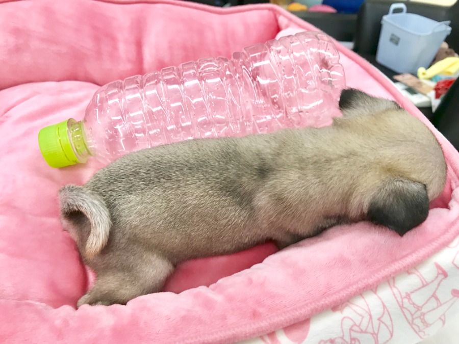 ペットボトルと比べてみても、ほとんど一緒 | パグ (119134) - ペットショップ マルワン梅島 東京都足立区