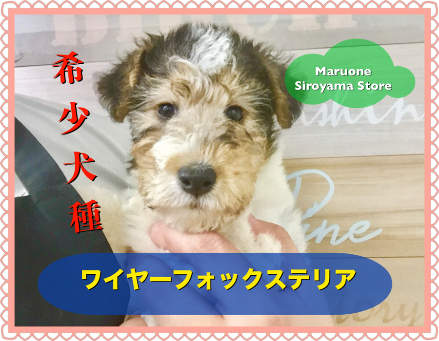 【 ワイヤーフォックステリア 】超希少！ワイヤー＆カーリーヘアーが特徴の美しきわんこ現る！ペッツワン城山店NO.118286
