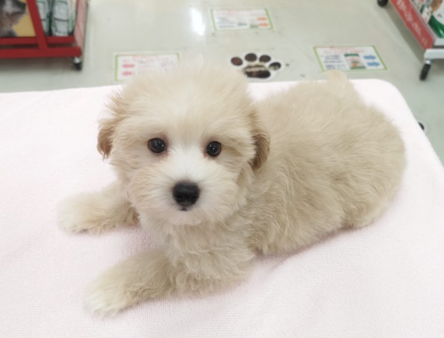 人気犬種の良い所取りで可愛さ倍増！ | MIX犬（父：トイプードル、母：マルチーズ） （412716） - ペットショップ マルワン武蔵浦和 埼玉県さいたま市