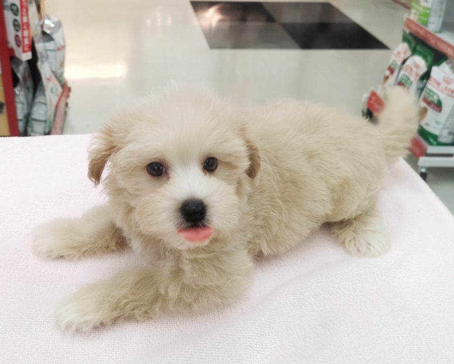 ベロをペロッと出して、可愛さアピール♥ | MIX犬（父：トイプードル、母：マルチーズ） （412716） - ペットショップ マルワン武蔵浦和 埼玉県さいたま市