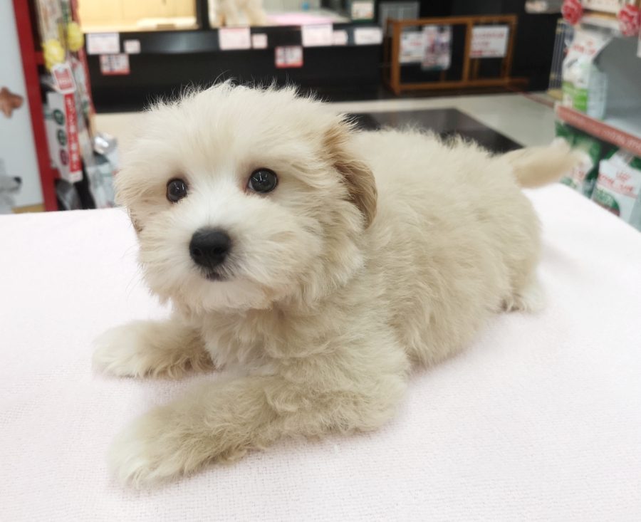 見上げる表情も様になっています！ | MIX犬（父：トイプードル、母：マルチーズ） （412716） - ペットショップ マルワン武蔵浦和 埼玉県さいたま市