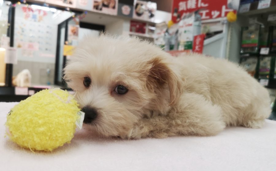 おもちゃだ~い好き！ | MIX犬（父：トイプードル、母：マルチーズ） （412716） - ペットショップ マルワン武蔵浦和 埼玉県さいたま市