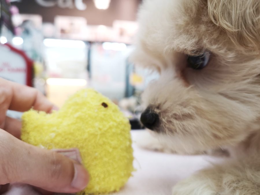 一緒におもちゃで遊べる人懐っこい性格 | MIX犬（父：トイプードル、母：マルチーズ） （412716） - ペットショップ マルワン武蔵浦和 埼玉県さいたま市
