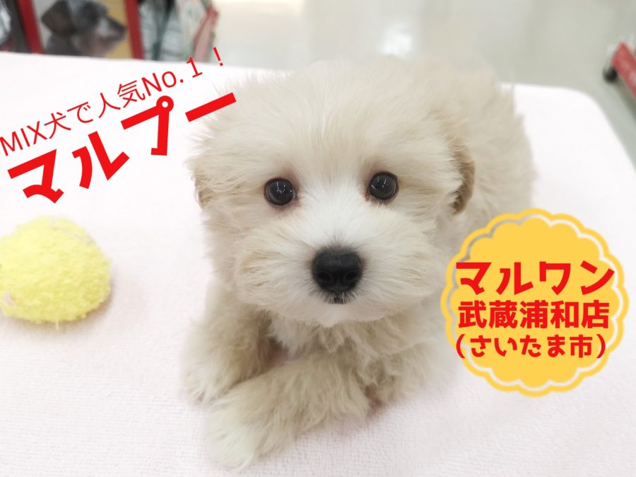 【 マルチーズ×トイプードル（MIX）】一番人気のミックス犬！その秘密は可愛さ・飼いやすさ・賢さ！！武蔵浦和店No.412730