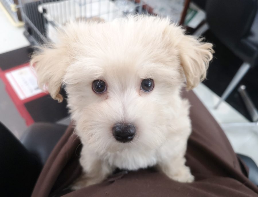 膝の上でも、ジッと顔を見つめてきます | MIX犬（父：トイプードル、母：マルチーズ） （412716） - ペットショップ マルワン武蔵浦和 埼玉県さいたま市