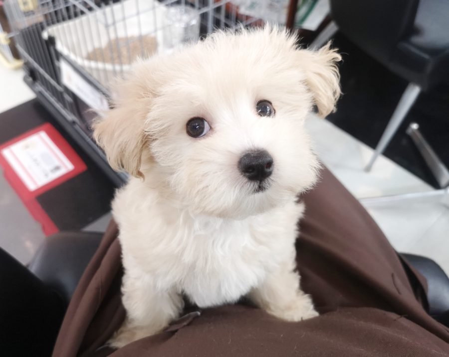 おどけたような表情 | MIX犬（父：トイプードル、母：マルチーズ） （412716） - ペットショップ マルワン武蔵浦和 埼玉県さいたま市