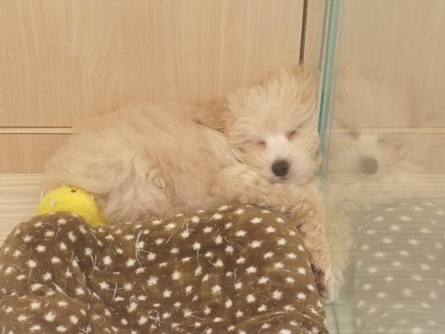 ココにマルプーくんが隠れています | MIX犬（父：トイプードル、母：マルチーズ） （412716） - ペットショップ マルワン武蔵浦和 埼玉県さいたま市