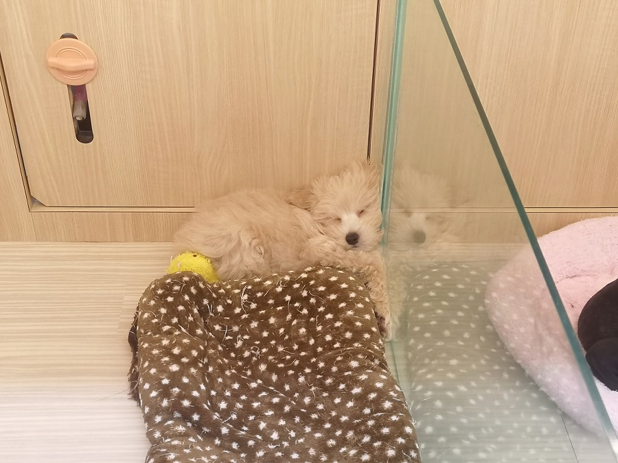 この中にマルプーくんが隠れています | MIX犬（父：トイプードル、母：マルチーズ） （412716） - ペットショップ マルワン武蔵浦和 埼玉県さいたま市