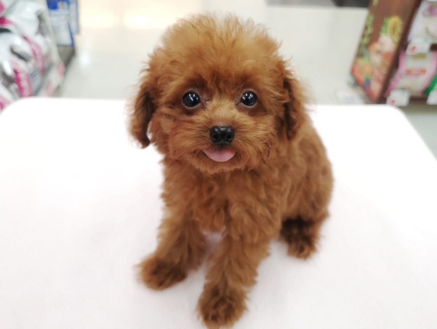 初めてワンちゃんを飼う方にもオススメの飼いやすい犬種 | トイ・プードル （412727） - ペットショップ マルワン武蔵浦和 埼玉県さいたま市