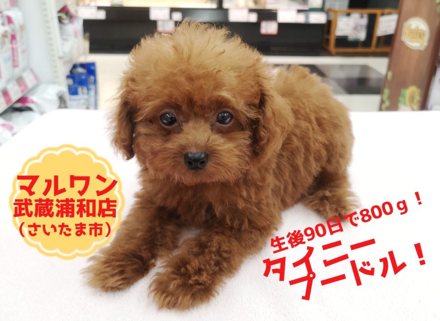 【 タイニープードル 】生後90日でたったの800ｇ！可愛さもあわせ持った最カワプードル！ 武蔵浦和店No.412727