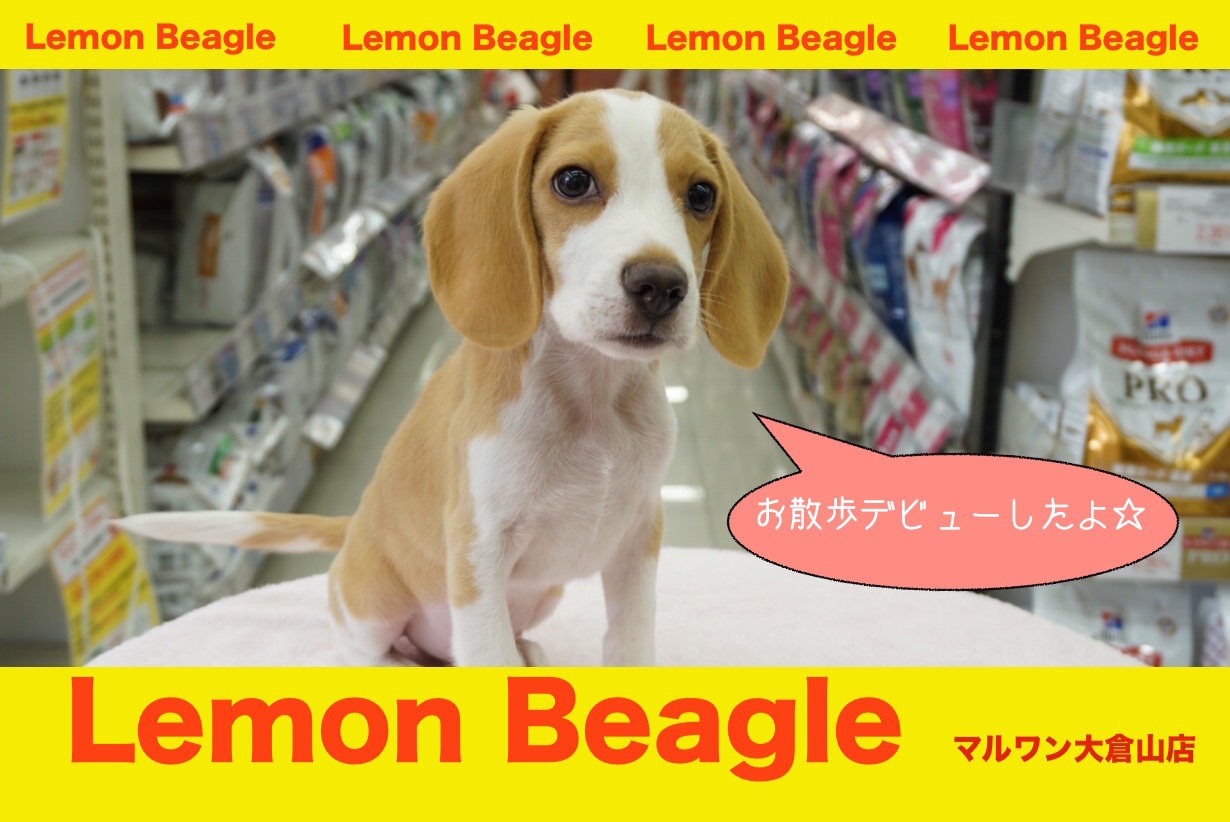 【 レモンビーグル 】社交性のお勉強デビュー!たくさん遊んだあとの寝顔必見!!大倉山店No.6130735