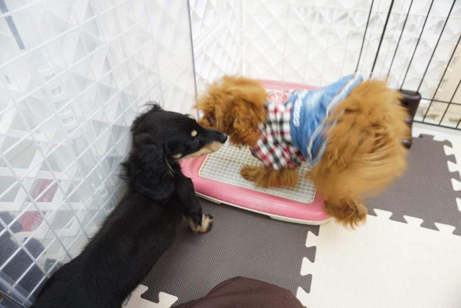 犬見知りをしない子 | ミニチュア・ダックスフント （6130732） - ペットショップ マルワン大倉山 神奈川県横浜市港北区
