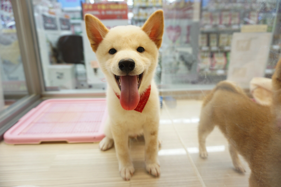 お散歩デビュー | 白柴 柴犬 （6130734） - ペットショップ マルワン大倉山 神奈川県横浜市港北区