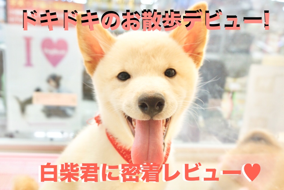 【 白柴 】ドキドキのお散歩デビュー！秘技「ヨイショ大作戦」を大公開！大倉山No.6130734