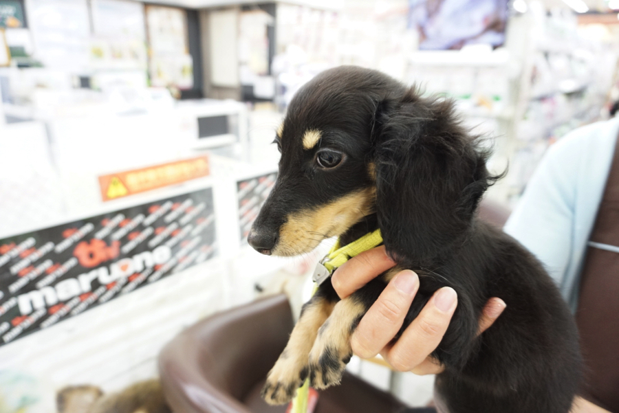 大倉山店秘伝の「魔法の抱っこ」 | ミニチュア・ダックスフント （6130732） - ペットショップ マルワン大倉山 神奈川県横浜市港北区