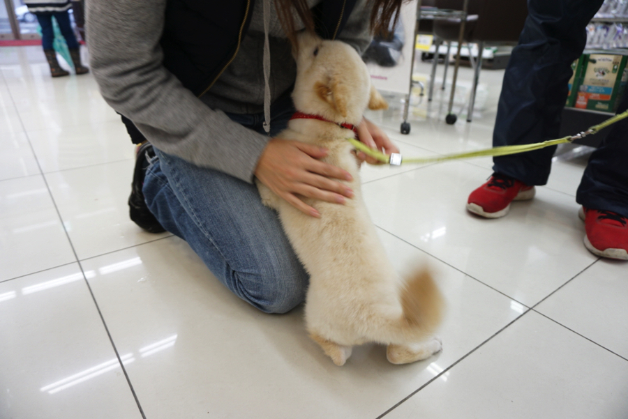 初めてのお外の世界 | 白柴 柴犬 （6130734） - ペットショップ マルワン大倉山 神奈川県横浜市港北区