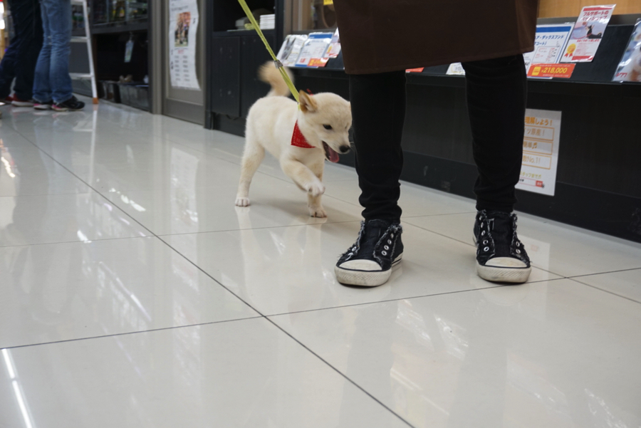 人馴れトレーニング | 白柴 柴犬 （6130734） - ペットショップ マルワン大倉山 神奈川県横浜市港北区