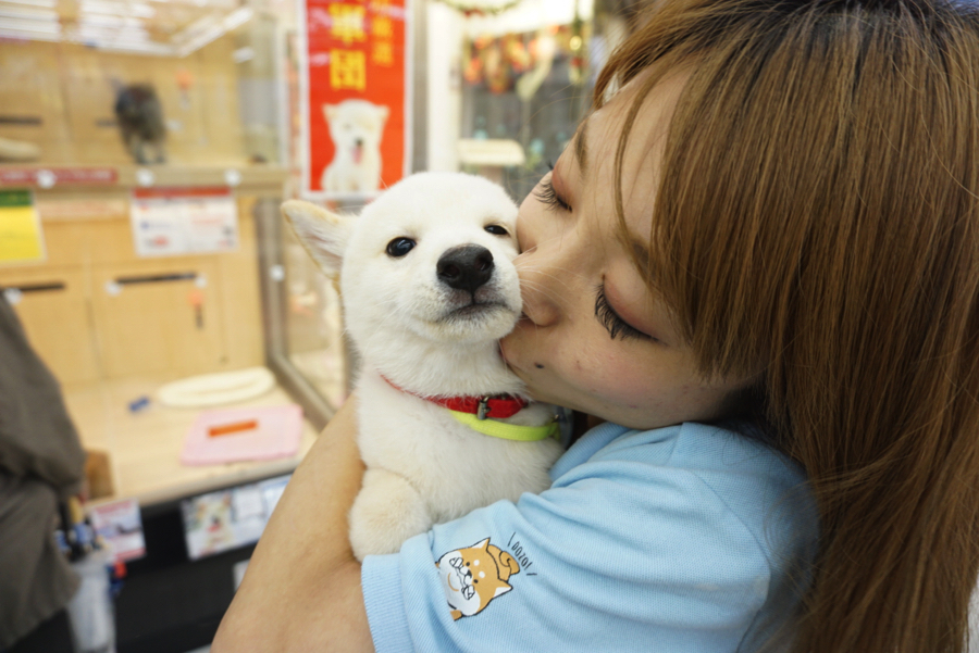 たくさんの愛情で育てています♥ | 白柴 柴犬 （6130734） - ペットショップ マルワン大倉山 神奈川県横浜市港北区