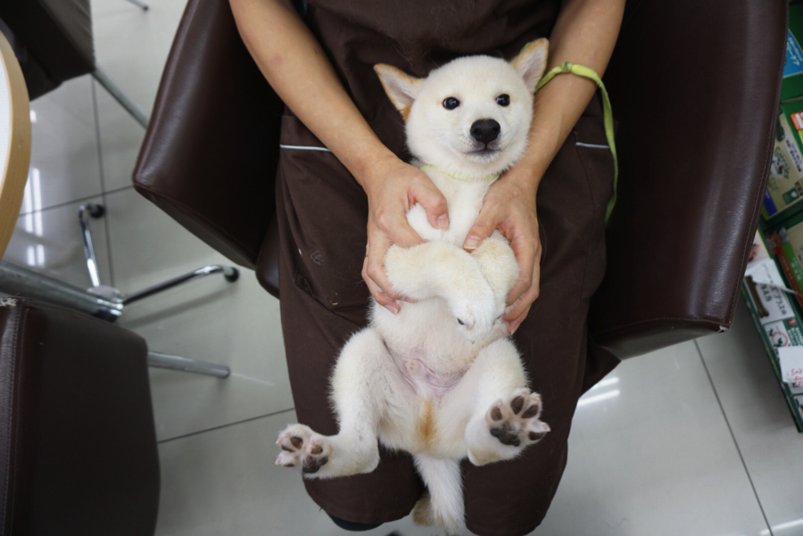 ヘソ天ポーズ | 白柴 柴犬 （6130734） - ペットショップ マルワン大倉山 神奈川県横浜市港北区
