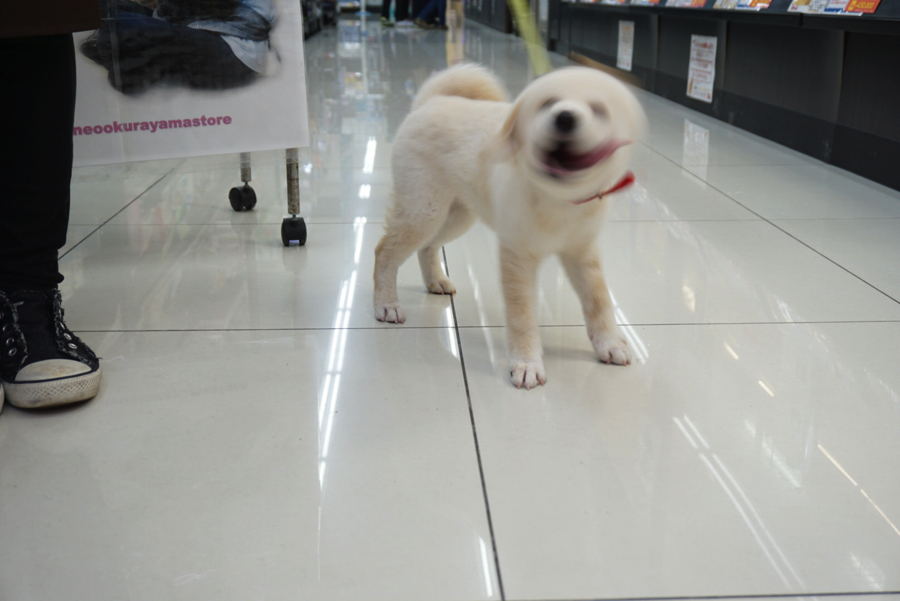 柴ドリル | 白柴 柴犬 （6130734） - ペットショップ マルワン大倉山 神奈川県横浜市港北区