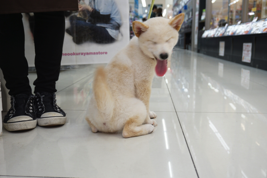 大倉山店3ヶ月過ぎのわんにゃんメリット! | 白柴 柴犬 （6130734） - ペットショップ マルワン大倉山 神奈川県横浜市港北区