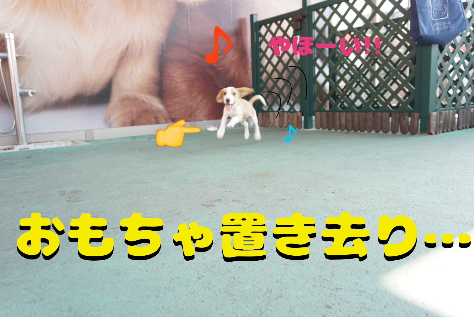 飽きるの早い（笑） | ビーグル （6130735） - ペットショップ マルワン大倉山 神奈川県横浜市港北区